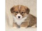 Pembroke Welsh Corgi Puppy for sale in Denair, CA, USA