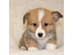 Pembroke Welsh Corgi Puppy for sale in Denair, CA, USA