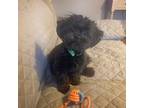 Shih-Poo Puppy for sale in Ludlow, MA, USA