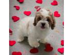 Shih-Poo Puppy for sale in Dundee, OH, USA