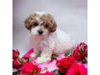 Shih-Poo Puppy for sale in Dundee, OH, USA