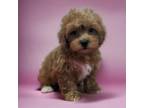 Shih-Poo Puppy for sale in Dundee, OH, USA