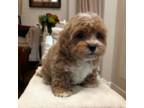 Shih-Poo Puppy for sale in Dundee, OH, USA
