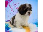 Shih-Poo Puppy for sale in Dundee, OH, USA