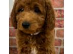 Goldendoodle Puppy for sale in Canaan, ME, USA