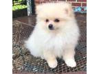 Pomeranian Puppy for sale in Dawsonville, GA, USA