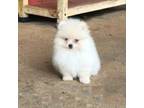 Pomeranian Puppy for sale in Dawsonville, GA, USA