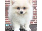 Pomeranian Puppy for sale in Dawsonville, GA, USA