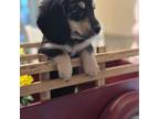 Dachshund Puppy for sale in Winter Haven, FL, USA