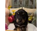 Dachshund Puppy for sale in Winter Haven, FL, USA