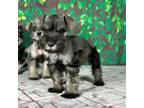 Schnauzer (Miniature) Puppy for sale in Pearland, TX, USA