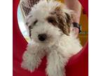 Mutt Puppy for sale in Puyallup, WA, USA
