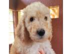 Goldendoodle Puppy for sale in Brandon, FL, USA