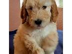 Goldendoodle Puppy for sale in Brandon, FL, USA