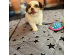 Shih Tzu Puppy for sale in Centreville, VA, USA