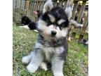 Siberian Husky Puppy for sale in Virginia Beach, VA, USA