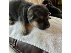 German Shepherd Dog Puppy for sale in Sangerville, ME, USA