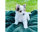 Biewer Terrier Puppy for sale in Antelope, CA, USA