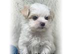 Maltese Puppy for sale in Lipan, TX, USA