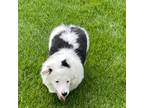 Pembroke Welsh Corgi Puppy for sale in Mechanicsburg, IL, USA