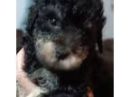 Poodle (Toy) Puppy for sale in Union, SC, USA