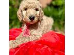 Goldendoodle Puppy for sale in Mckinney, TX, USA