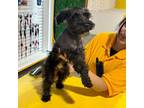 Schnauzer (Miniature) Puppy for sale in Dallas, TX, USA