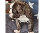 Boston Terrier Puppy for sale in Grifton, NC, USA