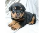 Rottweiler Puppy for sale in Monmouth, ME, USA