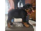 Rottweiler Puppy for sale in Monmouth, ME, USA