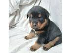 Rottweiler Puppy for sale in Monmouth, ME, USA