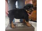 Rottweiler Puppy for sale in Monmouth, ME, USA
