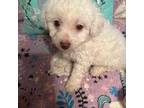 Poodle (Toy) Puppy for sale in Rockingham, NC, USA