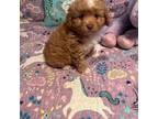 Poodle (Toy) Puppy for sale in Rockingham, NC, USA
