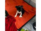 Boston Terrier Puppy for sale in Plainfield, IN, USA