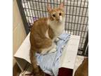 Adopt Waffles a Domestic Short Hair