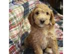 Goldendoodle Puppy for sale in Wauseon, OH, USA