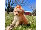 Poodle (Toy) Puppy for sale in Norfolk, NE, USA