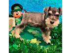 Schnauzer (Miniature) Puppy for sale in Frenchtown, MT, USA