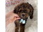 Mutt Puppy for sale in Ionia, MI, USA