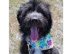 Aussiedoodle Puppy for sale in Willcox, AZ, USA