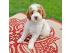 Goldendoodle Puppy for sale in Rock Valley, IA, USA