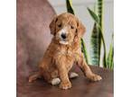 Goldendoodle Puppy for sale in Rock Valley, IA, USA