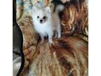 Pomeranian Puppy for sale in Buena Vista, GA, USA