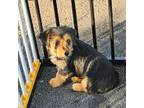 Biewer Terrier Puppy for sale in Converse, TX, USA