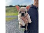 French Bulldog Puppy for sale in Norwood, NC, USA