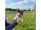 French Bulldog Puppy for sale in Norwood, NC, USA