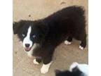 Miniature Australian Shepherd Puppy for sale in Smithville, AR, USA