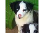 Miniature Australian Shepherd Puppy for sale in Smithville, AR, USA