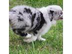 Miniature Australian Shepherd Puppy for sale in Smithville, AR, USA